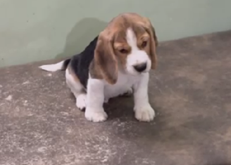 Fearless Beagle price in Jaipur INR 30,000 to INR 40,000