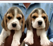 Best Quality Beagle price in Jaipur INR 30,000 to INR 40,000
