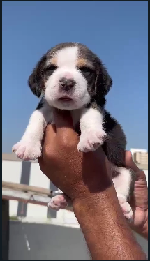 Beagle Male Puppy Available For Sale