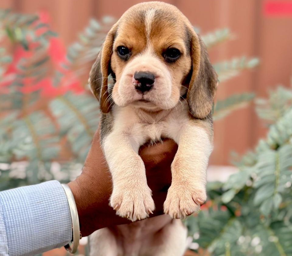 Beagle puppies for sale online in Mumbai