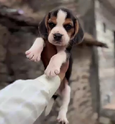 Beagle dog breeder in Mumbai