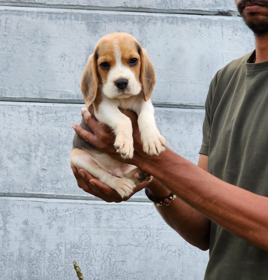 Buy beagle puppies in Mumbai