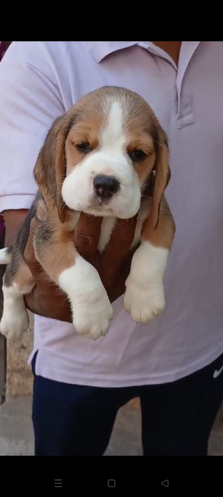 Beagle dog price in kolkata