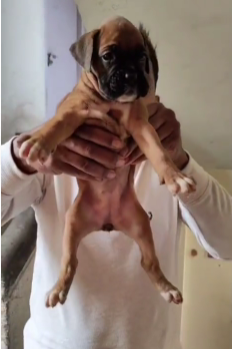 Familyfriend Boxer price in Hyderabad INR 30,000 to INR 50,000
