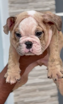 Healthy English Bulldog price Goa INR 85,000 to INR 1,00,000
