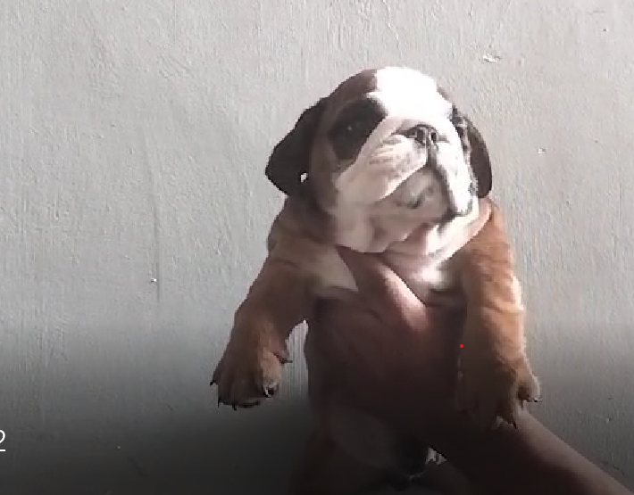 English Bulldog Price in Banglore INR 80,000 to 1,00,000
