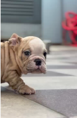 Flully Vaccinated English Bulldog price Goa INR 85,000 to INR 1,00,000
