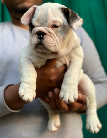 Purchase English bulldog  from Shubh Kennel