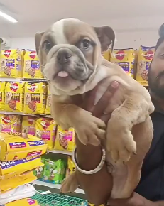 English Bulldog price Goa INR 85,000 to INR 1,00,000