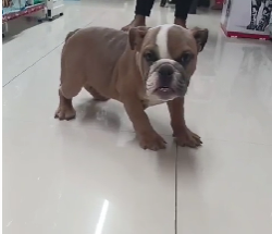 Healthy English Bulldog price in Jaipur INR 85,000 to INR 1,50,000