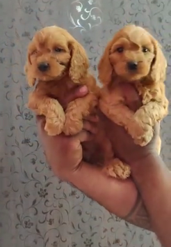 Purchase Cocker Spaniel From Shubh Kennel In Bangalore.