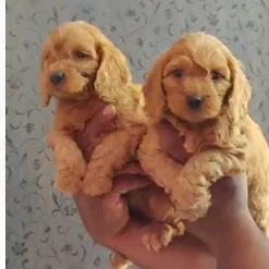 Cocker Spaniel price in Jaipur INR 27,000 to INR 40,000