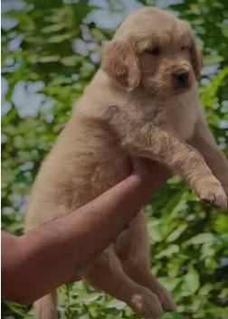 Healthy cocker spaniel price in Ahmedabad INR 27,000 to INR 40,000