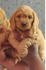 Fully Vaccinated Cocker Spaniel price in Jaipur INR 27,000 to INR 40,000.