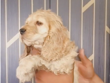 Playful cocker spaniel price in Ahmedabad INR 27,000 to INR 40,000