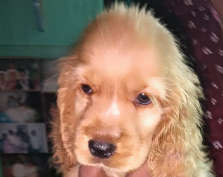 KCI Register cocker spaniel price in Ahmedabad INR 27,000 to INR 40,000