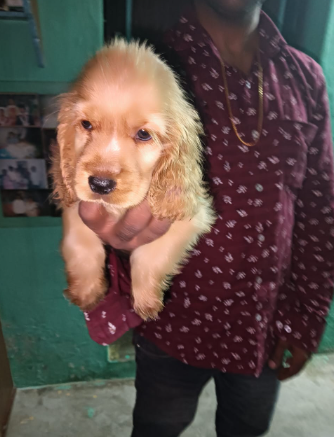 Fearless Cocker Spaniel price in Jaipur INR 27,000 to INR 40,000