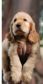 Cocker Spaniel Available