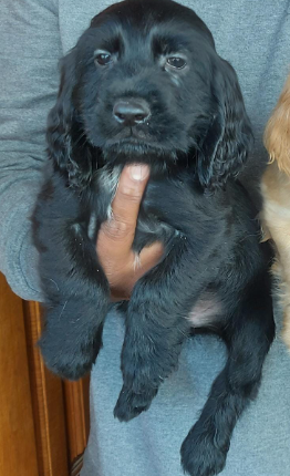 Fully Vaccinated cocker spaniel price in Ahmedabad INR 27,000 to INR 40,000