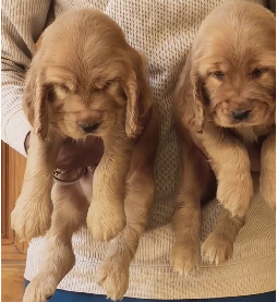 Cocker Spaniel price in Hyderabad INR 27,000 to INR 40,000