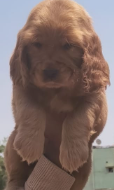 Cocker Spaniel puppy price started from INR 27,000.