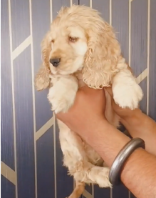 KCI Register Cocker Spaniel puppy Price in Hyderabad started from INR 27,000