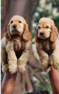 Intelligent Cocker Spaniel price in Hyderabad INR 27,000 to INR 40,000 