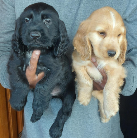 Fully Vaccinated Cocker Spaniel price in Hyderabad INR 27,000 to INR 40,000 