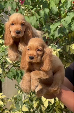KCI Verified Cocker Spaniel Puppy available at affordable price.