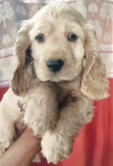 Cocker Sapniel Puppy Available For Sale In Bangalore.