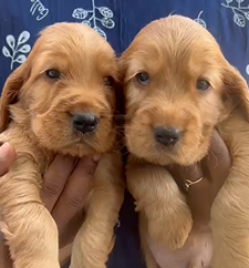 Premium Quality Cocker Spaniel Puppy available at affordable price.