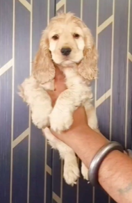 Cocker Spaniel Female puppy available at shubh kennel.
