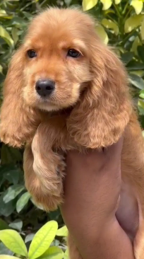 Cocker Spaniel Puppy available at Inexpensive price.