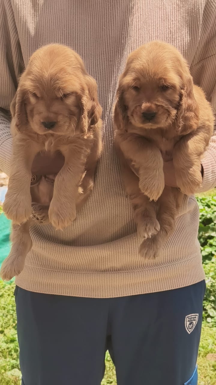Buy Cocker Spaniel At Affordable Price From Shubh Kennel.