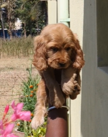 Get Female Cocker Spaniel Pupppy At Inexpensive Cost In Bangalore.