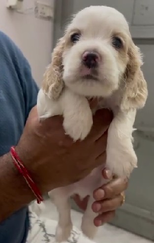Cocker Spaniel price in goa