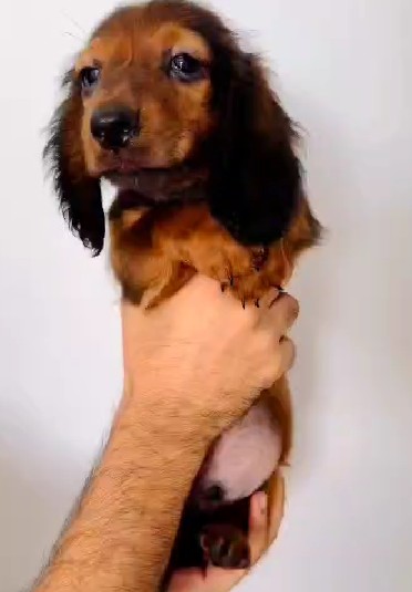 Buy cocker spaniel puppies for sale online in goa