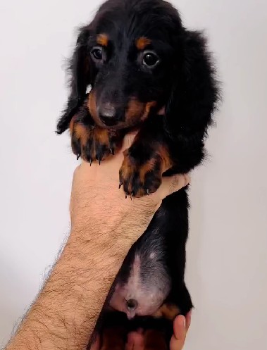 Buy cocker spaniel puppies from goa