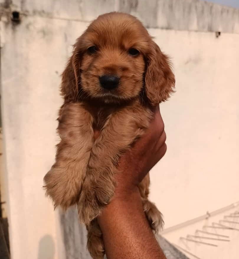 cocker spaniel dog price in mumbai