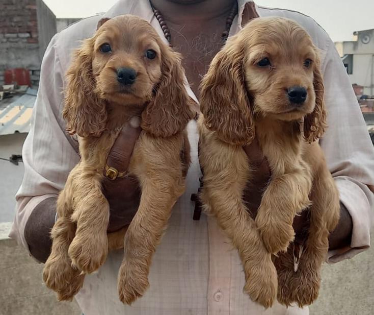 cocker spaniel male puppies price in mumbai