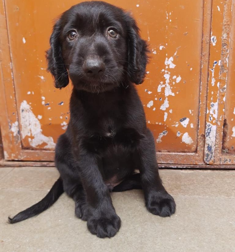 buy cocker spaniel puppies online in mumbai