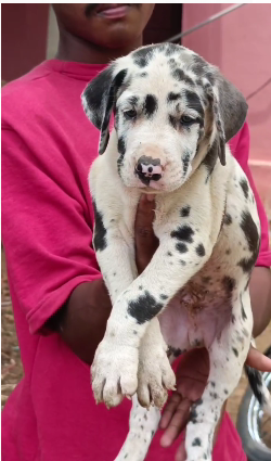 Attractive Great Dane price in Jaipur INR 40,000 and INR 90,000 