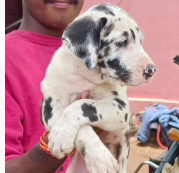 Smart Great Dane price in Jaipur INR 40,000 and INR 90,000 
