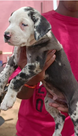 Healthy Great Dane price in Jaipur INR 40,000 and INR 90,000 