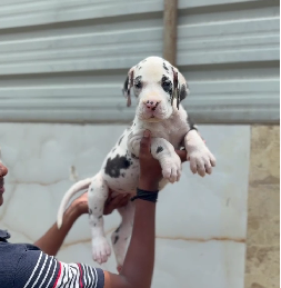 Friendly great dane puppy available at inexpensive cost.