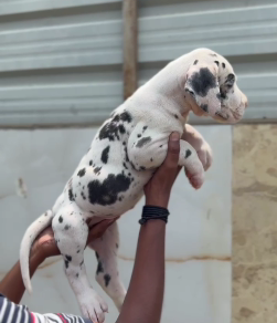 Great Dane price in Jaipur Start from INR40,000 