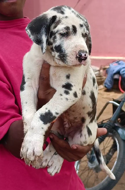 Pure Breed Great Dane Puppy Available In bangalore.