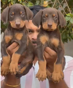 Fully Vaccinated Doberman price in Ahmedabad INR 27,000 to INR 1,50,000
