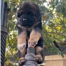 Healthy German Shepherd price in Banglore INR 30,000 to INR 50,000