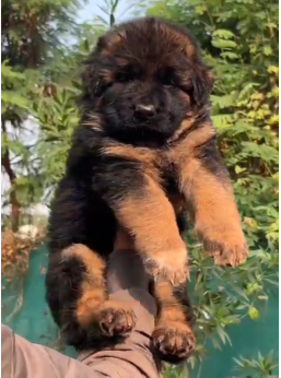 German Shepherd price in Banglore INR 30,000 to 50,000